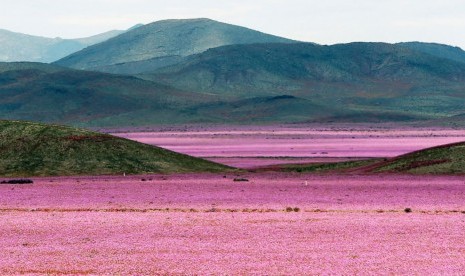 Gurun Atacama di Cile yang dikenal sebagai tempat terkering di dunia diselimuti bunga dampak fenomena El Nino, 21 Oktober 2015.