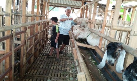 H M Nasik memberikan pakan kepada kambing peliharaannya. Ia sudah 45 tahun berjualan kambing dan domba.