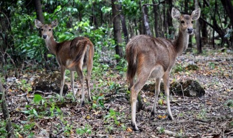  Habitat alami rusa timor di Pulau Handeuleum, Propinsi Banten. (Tahta Aidilla/Republika)