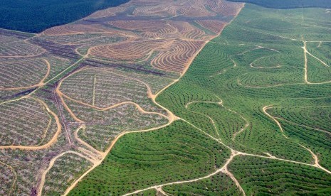 Palm oil plantation. (Illustration)