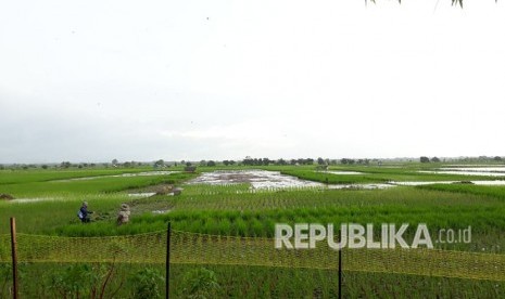 Hamparan Sawah di atas Lahan Gambut, Kampung Purun, Kelurahan Palam, Kecamatan Cempaka, Banjar, Kalsel, Sabtu (28/4).