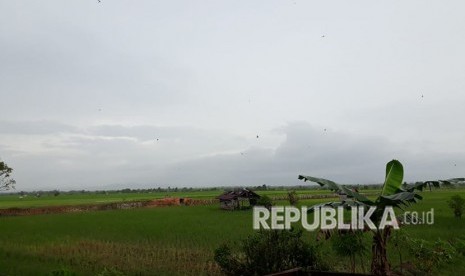 Hamparan Sawah di atas Lahan Gambut, Kampung Purun, Kelurahan Palam, Kecamatan Cempaka, Banjar, Kalsel, Sabtu (28/4).