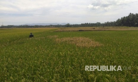 Hamparan sawah (ilustrasi)