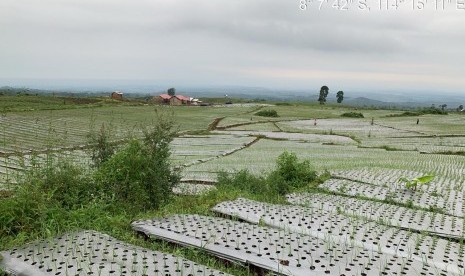 hamparan tanaman bawang putih di Desa Licin Kecamatan Licin Kabupaten Banyuwangi, Jawa Timur.