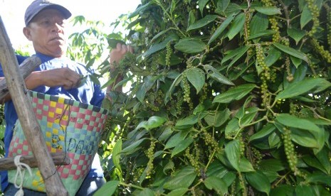 Hardan (52 tahun), seorang pemetik lada di Kabupaten Bangka Tengah, Bangka Belitung. Harga lada yang terus anjlok membuat penghasilannya ikut menurun. 