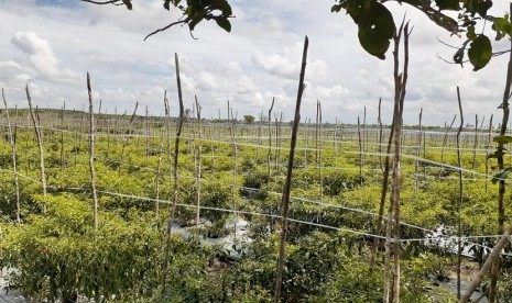 Harga cabai masih terkendali karena Ditjen Hortikultura karena telah jalankan Early Warning System untuk jaga stabilitas harga