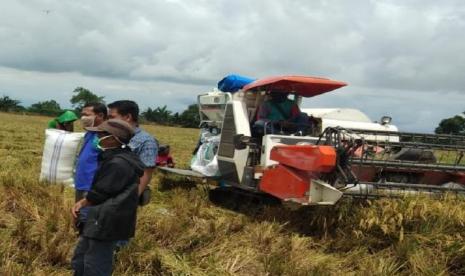 Harga gabah di Kabupaten Magelang di musim tanam pertama cukup tinggi