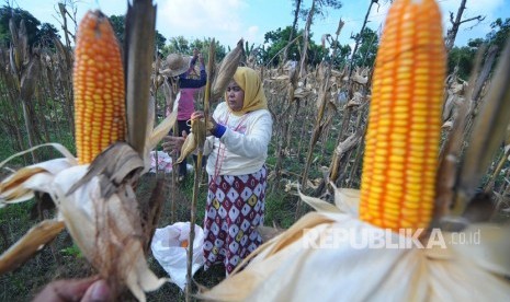 Petani panen jagung jenis hybrida di Desa Penaguan, Pamekasan, Jawa Timur, Ahad (24/2).