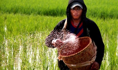 HARGA PUPUK DIATAS HET - Petani manabur pupuk urea di areal sawah di Kampung Kesawon, Sukawana, Kaligandu, Serang, Banten