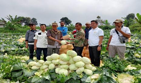 Harga sayuran kol di pasaran mengalami anjlok dan paling terendah dalam beberapa tahun terakhir. Dampaknya petani merugi karena harga kol tidak sebanding dengan biaya produksi.