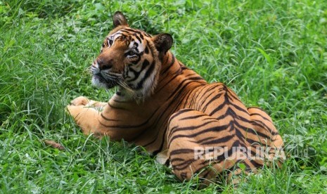 Petani Kopi Diduga Tewas Diserang Harimau. Foto ilustrasi.