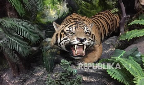 Satwa Liar Diduga Harimau Terdeteksi di Lereng Gunung Wilis (ilustrasi)