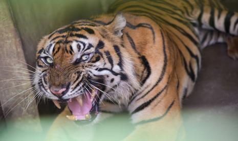 Harimau sumatera (Ilustrasi). Warga kawasan Bakongan Timur, Kab Aceh Selatan melaporkan adanya harimau yang masuk ke perkebunan pada Rabu (20/10) malam.