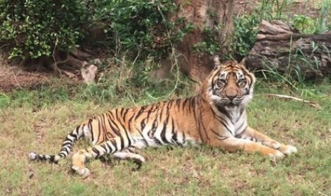 Harimau Sumatera bernama Djelita ini lahir di penangkaran, San Diego, pada tahun 1991. 