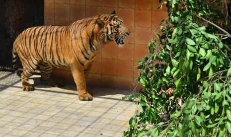 Harimau Sumatera bernama Giring di  Taman Safari Indonesia, Cisarua, Bogor (10/6).  (Foto :  dok. Humas Kemenhut)