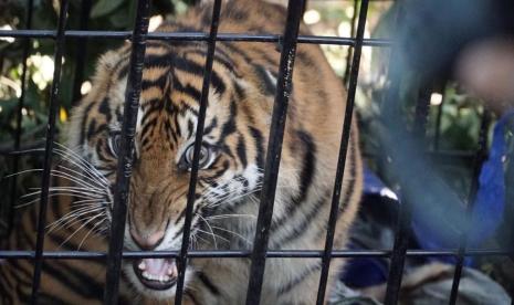 Aceh Selatan Datangkan Pawang Atasi Harimau. Harimau sumatera.