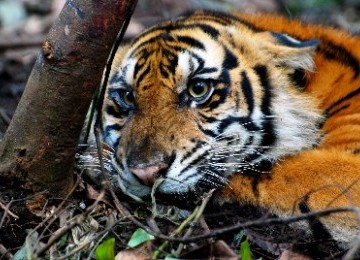 Harimau Sumatera (panthera tigris sumatrae).