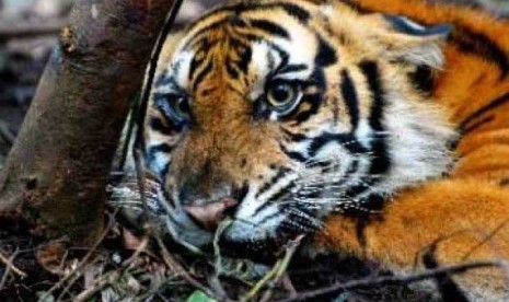 Harimau Sumatera (panthera tigris sumatrae).