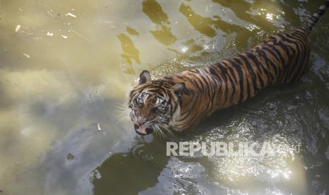 Harimau Sumatera (Panthera Tigris Sumatrae) 