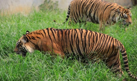 Harimau Sumatera (Panthera tigris sumatrae) di Taman Satwa Taru Jurug (TSTJ), Solo, Jawa Tengah, Kamis (14/11). 