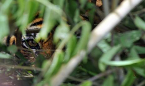 Dua Ekor Harimau Sumatra Dilepasliarkan di Kerinci Seblat. Foto:   Harimau Sumatera. Ilustrasi