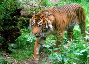 Harimau Sumatra