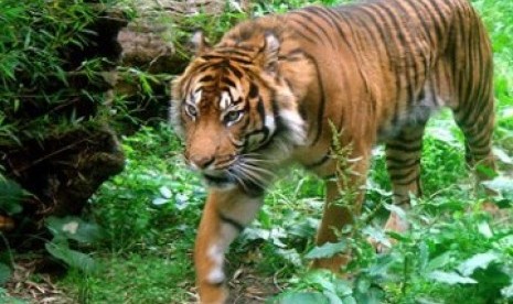 Harimau Sumatra