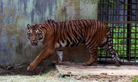 Harimau sumatra (Panthera tigris sumatrae) berada di dalam kandang di Taman Margasatwa Medan (TMM), Medan, Sumatra Utara, Rabu (25/7).