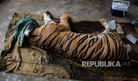 Harimau Sumatra (Panthera tigris sumatrae) bernama Antan Bintang dalam kondisi dibius saat akan dilepasliarkan, di PR-HSD Yayasan ARSARI, Dhamasraya, Sumatera Barat, Senin (29/7/2019). 