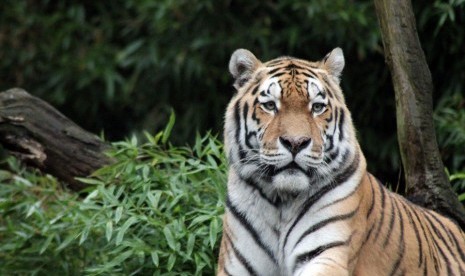 Harimau Sumatra yang hidup di hutan tropis Sumatra.