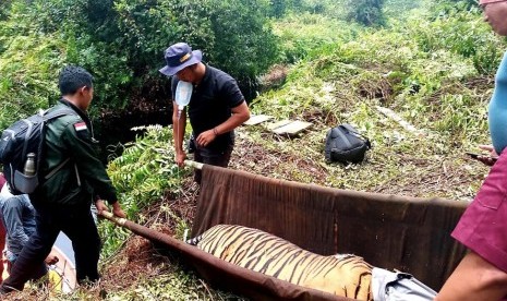 Harimau Terjerat. Tim gabungan dari Balai Besar Konservasi Sumber Daya Alam (BBKSDA) Riau dan Pusat Rehabilitasi Harimau Sumatera Dhamasraya (PR-HSD) mengevakuasi harimau sumatera liar di kawasan hutan restorasi ekosistem PT Gemilang Cipta Nusantara, Kabupaten Pelalawan, Riau, Senin (25/3).