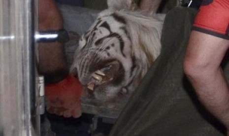 Harimau yang lepas dari Kebun Binatang Tbilisi tertangkap kamera.