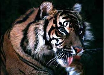 Download 5800 Gambar Harimau Gigit Pisau Paling Bagus HD