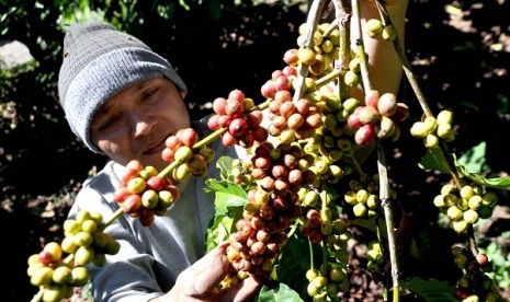 Harvesting coffee (illustration) 