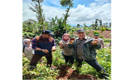 Hasil panen food estate di Garut berkualitas baik dan siap pasok kebutuhan selama Ramadhan danLebaran.