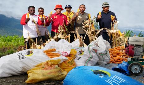 Hasil panen jagung dari petani binaan PYCH di kawasan Kampung Kwadeware dan Kampung Doyo Lama, Distrik Waibu, Jayapura, Papua. 