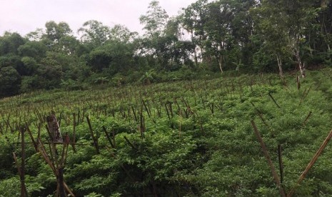 Hasil pemantauan langsung ke lapangan, produksi cabai dan bawang merah di Sukabumi terpantau aman dan siap memenuhi kebutuhan Jabodetabek.