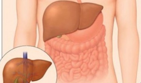 Organ hati (Ilustrasi). Dokter dan tim bedah di Rumah Sakit dr. Cipto Mangunkusumo (RSCM) berhasil melakukan operasi bedah organ hati untuk mengangkat kista menggunakan teknologi robotik.