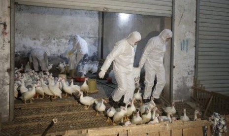 Health officials in protective suits transport sacks of poultry as part of preventive measures against the H7N9 bird flu at a poultry market in Zhuji, Zhejiang province January 6, 2014.