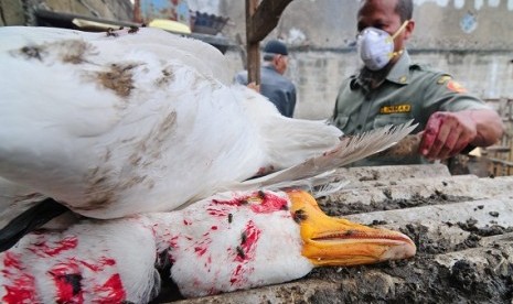 Health workers cull chickens including ducks in North Jakarta as a precaution measure to prevent the spread of avian influenza and its new variant, clade 2321. (illustration)  