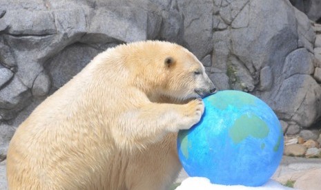 Henry si beruang kutub akan dipindahkan dari Sea World di Gold Coast ke habitatnya di Kanada.