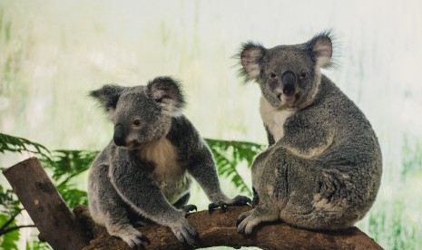 Hewan asal Australia, Koala