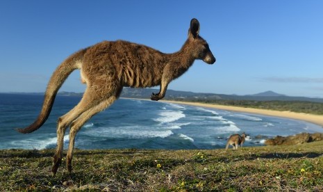 Australia Hadapi Pro Kontra Pemusnahan Jutaan Kanguru