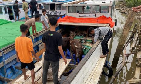 Hewan qurban disalurkan ke Pulau Pulau Derawan dan Pulau Maratua.