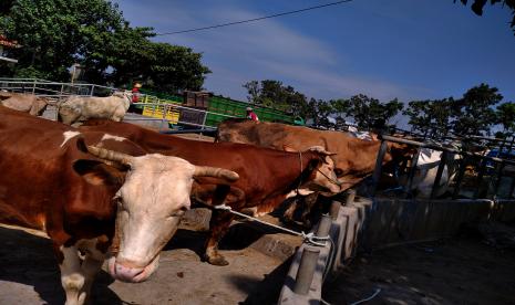 Wagub DKI Imbau Jaga Higienitas Saat Potong Hewan Qurban (Ilustrasi).