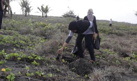 Himpunan Mahasiswa Fakultas Kehutanan UGM (HIMABA), bersama dengan mahasiswa KKN PPM UGM melaksanakan kegiatan penanaman bibit pohon Cemara Udang dan Cemara Belitung yang dilakukan di Pantai Wuni Melodi, Kecamatan Ambal, Kabupaten Kebumen, Jawa Tengah pada akhir Desember tahun 2023 lalu.