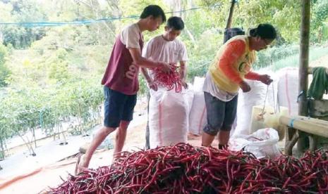 Hingga akhir April Petani Minahasa Selatan laksanakan panen keenam total 6,5 ton