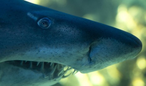 Ikan hiu. GlaxoSmithKline berencana memproduksi satu miliar dosis vaksin Covid-19 yang membutuhkan shark squalene.