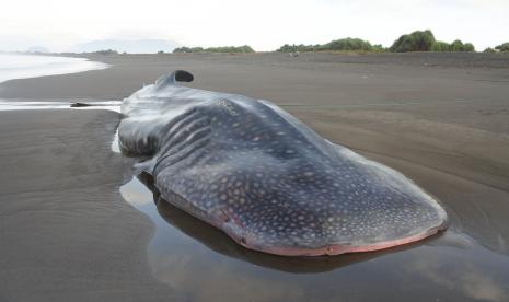 Hiu Paus atau Hiu Tutul (Rhincodon typus) mati terdampar di Pesisir Pantai Banjar Yeh Kuning, Bali 