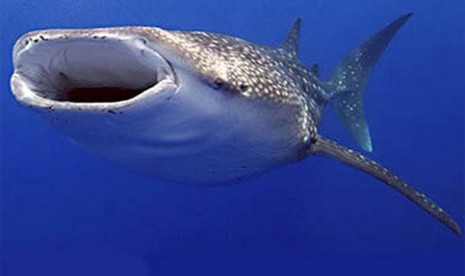 Hiu Paus atau Whale Shark